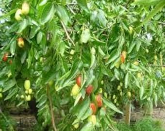 Free shipping - grafted tigertooth jujube - LIVE PLANT -  3 to 3.5ft tall 1/2 inch trunk  in 3 gallon pot
