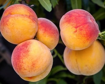 May include: Close-up of four ripe peaches with a fuzzy skin. The peaches are a mix of yellow and red, with some having a more pronounced blush of red.