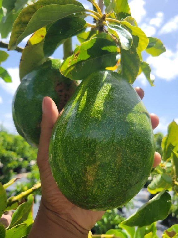 Grafted Simmonds Avocado Tree LIVE PLANT 2 to 3ft Tall - Etsy