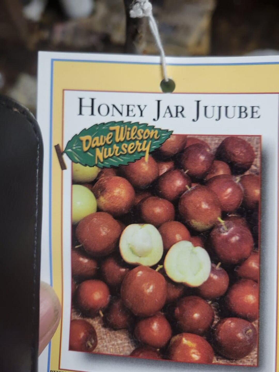 Honey Jar Jujube Live Tree 3ft Tall 3/8 Inch Trunk Bareroot Tree Ship