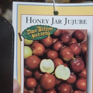 free shipping - Honey jar jujube - live tree - 3 to 4ft tall 5/16 trunk ship in 3 gallon pot