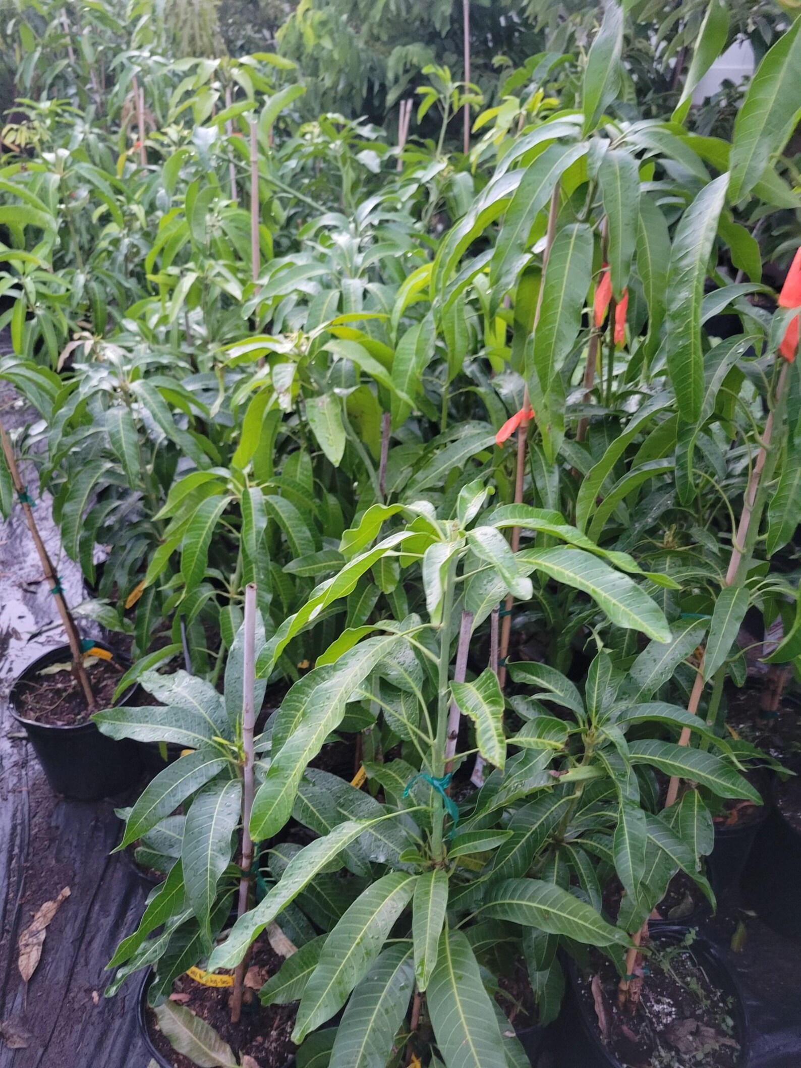 Grafted Mahachanok Mango Tree 2ft Tall Ship in 3 Gallon Pot - Etsy