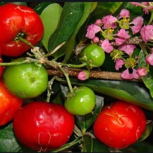 May include: Close-up of a branch of a tree with red and green fruit. The fruit is round and has a smooth skin. The tree has green leaves and pink flowers.