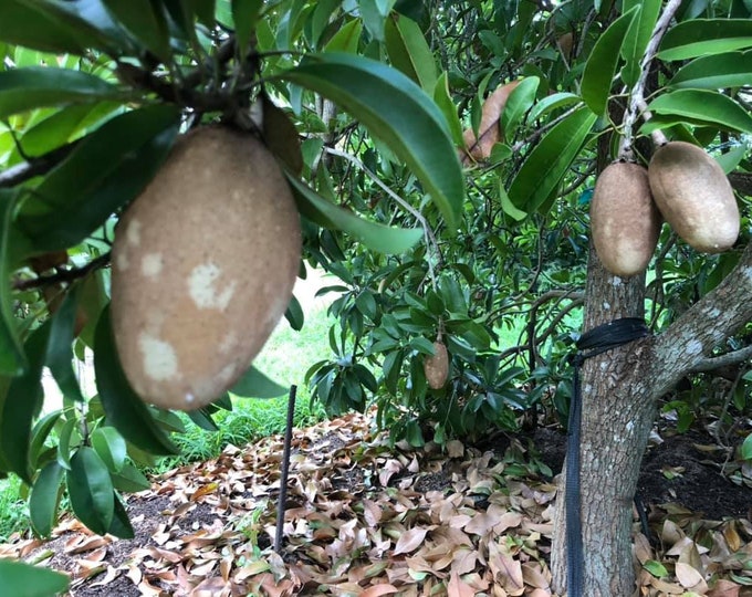 New Grafted Butterscotch Sapodilla Tree 2ft Tall Ship in 3 Etsy