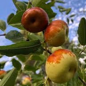 May include: Close-up of jujube fruits, also known as Chinese dates, hanging on a tree branch. The fruits display a gradient of colors, from green to orange and reddish-brown. The leaves are a vibrant green, set against a blue sky.