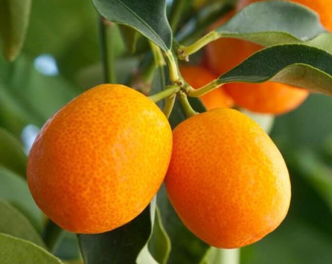 Meiwa Sweet Kumquat Tree With Fruits Ship in Pot 3 Ft Tall Etsy