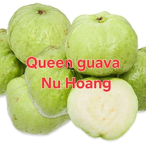 May include: A pile of green guavas, one cut open to reveal the white flesh. The text "Queen guava Nu Hoang" is superimposed in red letters. The guavas have a slightly rough texture.
