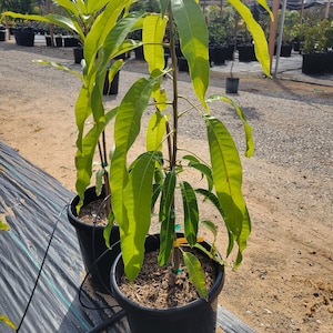 Free shipping - Grafted alphonso mango tree - 1to 2ft tall ship in 3 gallon pot