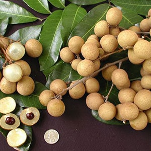 May include: A close-up of a branch of longan fruit, a tropical fruit with a brown, leathery skin. The fruit is clustered together on the branch, with some of the fruit partially peeled to reveal the white flesh.