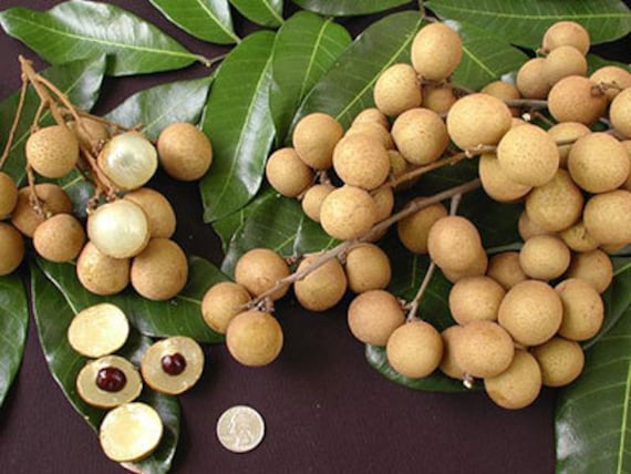 Free Shipping Air Layered Kohala Longan Tree Live Plant 2 Etsy<script async src=