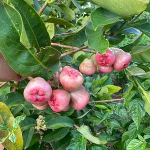 May include: A close-up of a cluster of pink and red rose apples growing on a tree branch. The rose apples have a bell-like shape and are surrounded by green leaves. The background is filled with more green foliage.