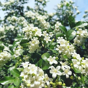 May include: Close-up of a flowering plant with clusters of small, white blossoms and vibrant green leaves. The flowers have five petals and are in full bloom, creating a dense, textured appearance. The word "Blozem" is visible on the image.