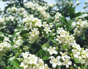 Free shipping - orange jasmine 2ft tall ship in 3 gallon pot
