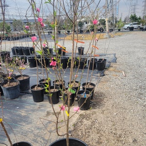 May include: A peach tree sapling with pink blossoms in a black pot. The tree is surrounded by other saplings in pots.
