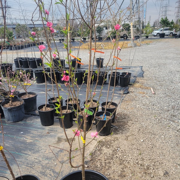 Early red flowering peach tree 3 to 4ft tall 5/8 inch trunk Ship in 3 gallon pot
