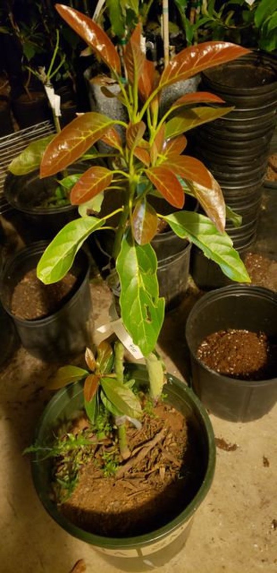 HASS avocado grafted tree - 2ft tall ship in 3 gallon pot