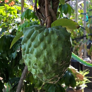 May include: A close-up of a green cherimoya fruit hanging from a tree branch. The fruit has a bumpy, textured surface and is surrounded by green leaves. The background is blurred, with hints of other plants.