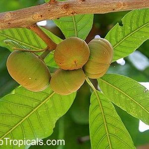 May include: Close-up of green leaves and brown, round fruits hanging from a branch. The fruits have a smooth, slightly bumpy texture.