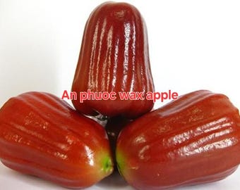 Free shipping - An phuoc wax apple 2ft tall ship in 3 gallon pot