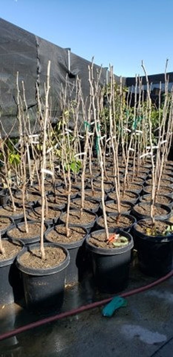 juju  Ga-866 Jujube – Trees of Antiquity
