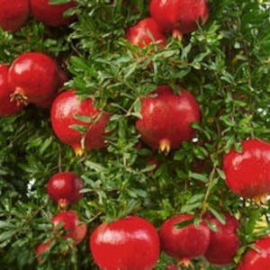 Envío gratuito - Maravilloso árbol de granada - 3 pies de alto, enviado en maceta de 3 galones