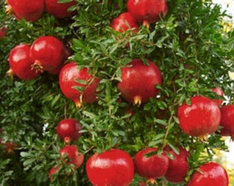 May include: A close-up of a pomegranate tree laden with ripe, red pomegranates. The fruit hangs from the branches, surrounded by green leaves.