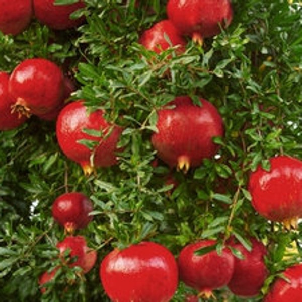 Envío gratuito - Maravilloso árbol de granada - 3 pies de alto, enviado en maceta de 3 galones
