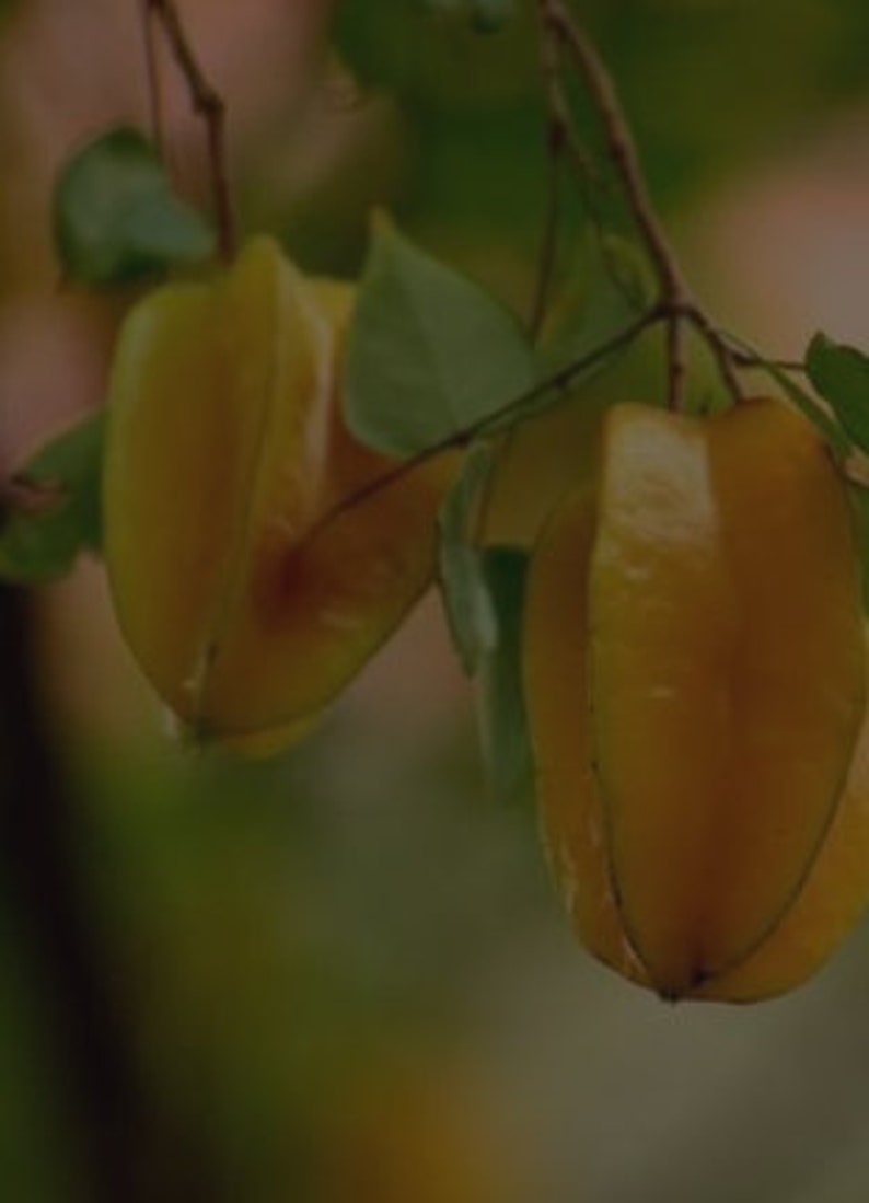 Free shipping Fwang Tung Star Fruit grafted LIVE plant | Etsy