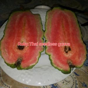 Free shipping Airlayered Thai ruby seedless guava  - 2ft  tall ship with flowers in 3 gallon pot