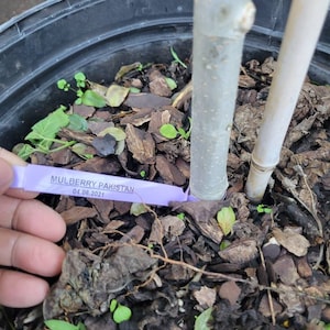 Puede incluir: Primer plano de un joven árbol de morera con una etiqueta morada que dice "MULBERRY PAKISTAN 04.06.2021". El árbol está plantado en una maceta negra con mantillo marrón.