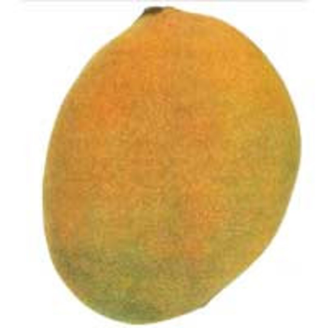 Free Shipping Grafted Carrie Mango Tree 4ft Tall Ship in 7 Gallon Pot Etsy