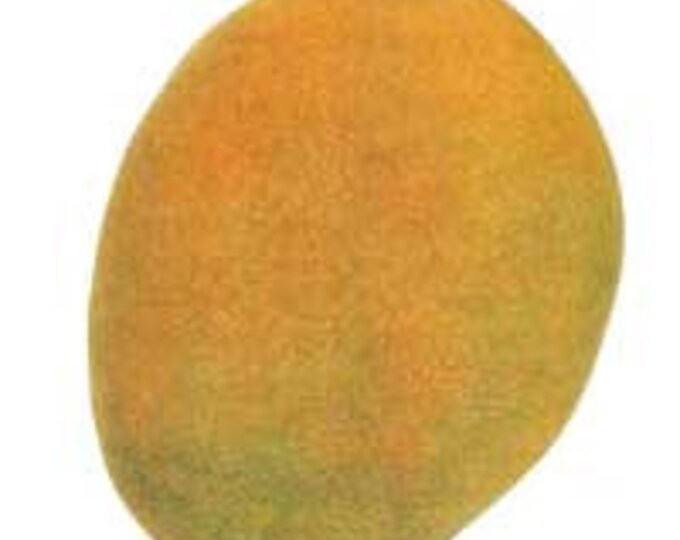 Free Shipping Grafted Carrie Mango Tree 3ft Tall Ship in 3 Gallon Pot