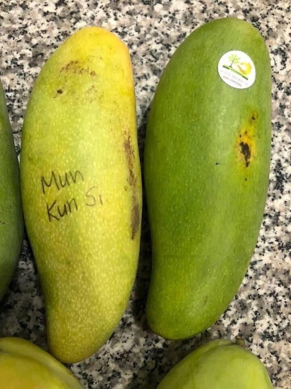 タイ産 マンゴー 芒果 Mango มะม่วง quả xoài 果物