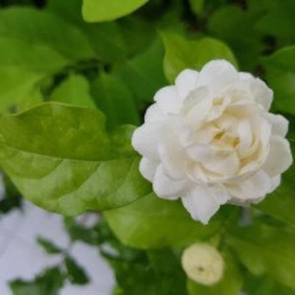 Free shipping - Grand duke jasmine live plant - 2 Feet Tall - Ship in 1 gallon Pot