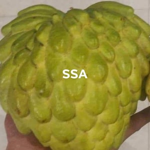 Free shipping - Grafted SSA (special sugar apple) atemoya tree - 1 to 2 ft tall ship in 3 gallon pot