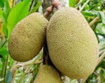 Free shipping - grafted j31 jackfruit tree -1 to 2 ft tall - ship in 1 gallon pot