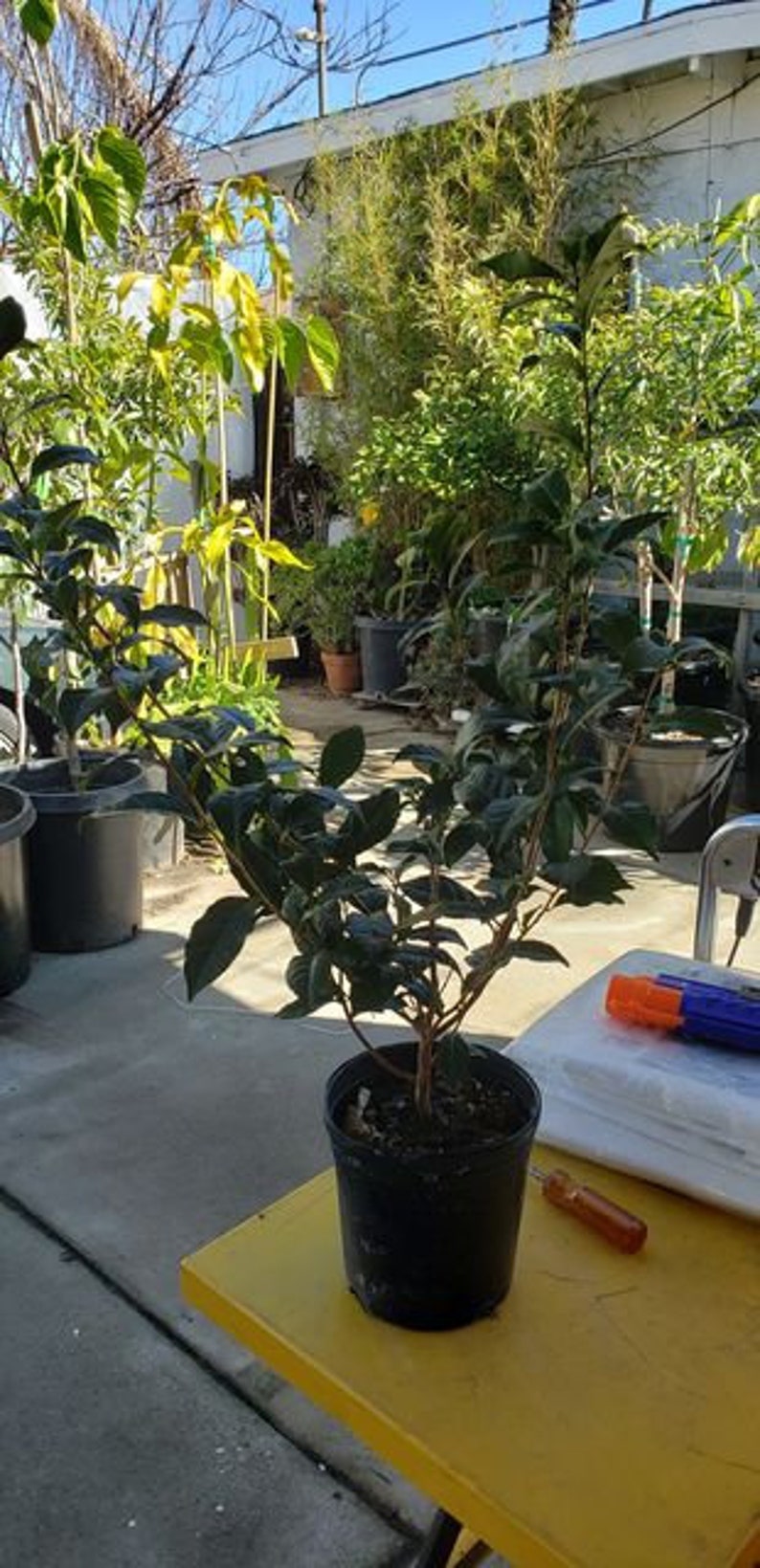 Free Shipping Green Tea Plant camellia Sinensis LIVE - Etsy