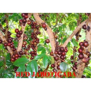 May include: A tree laden with clusters of ripe, dark red jaboticaba fruit. The fruit grows directly on the tree's trunk and branches, surrounded by green leaves. The text "RED JABOTICABA" is displayed at the bottom of the image.
