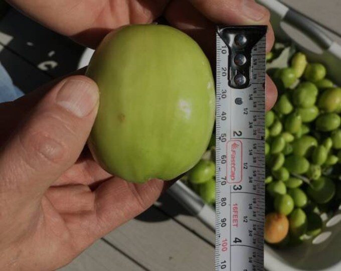 Grafted Giant Thai Jujube Ready to Fruits 2 to 3 Ft Tall Ship in 3