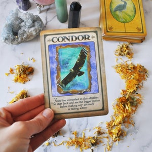 Message from the animal Spirit guides | One card ask the animal spirit guide card reading | spirit card Reading | Advice Oracle card