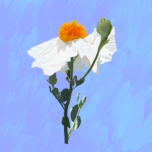 May include: A single white poppy flower with a bright orange center and a green bud on a stem against a light blue background.