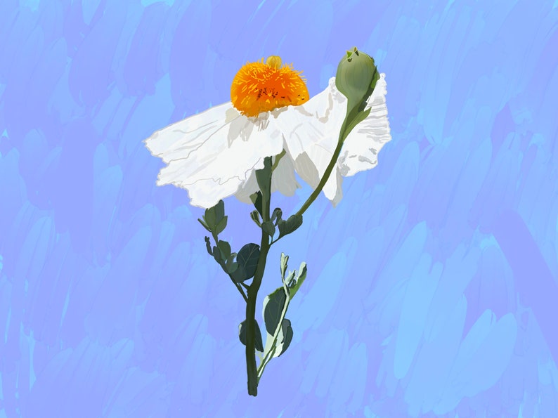 May include: A single white poppy flower with a bright orange center and a green bud on a stem against a light blue background.