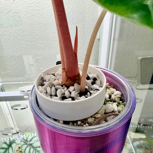 May include: A potted plant with pink stems and green leaves. The plant is in a white pot filled with small white stones, set inside a larger pot with a pink and purple metallic design.