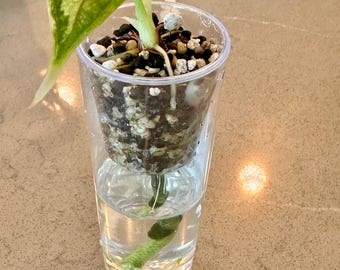 Set of 4 Self-Watering Seedling Corm Cup