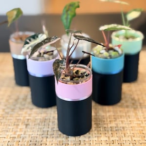 May include: Six small potted plants with colorful containers. Each plant has green leaves and is planted in a small, cylindrical pot. The pots are black with a colored band in pink, blue, and beige. The plants sit on a woven surface.