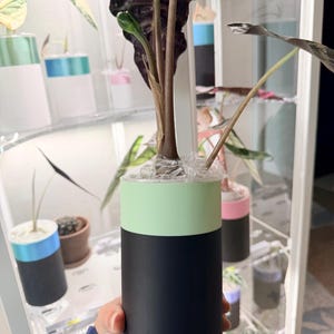 May include: A cylindrical plant pot featuring a matte black base and a light mint green upper band. The pot contains a dark-leafed Alocasia plant with a brown stem, with clear plastic wrap secured around the base of the plant stem.
