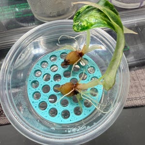 May include: A close-up of a plant cutting with roots in a clear plastic container. The cutting has a green and yellow variegated leaf. The container has a turquoise perforated insert.