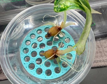 Set of 10 Alocasia Corm Cot Propagation Grow Cup Riser