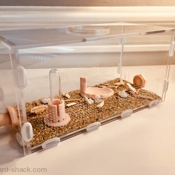 Large Ant Outworld Kit "Nature" - Premium Ant Nest Formicarium Kit