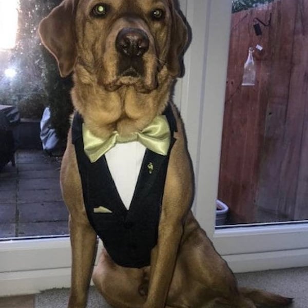 Large Dog Tuxedo/Suit Wedding Harness. Dog Suit. Labrador/Retriever. Bespoke Made-to-Match Groom/Best Man. FREE MATCHING LEAD.